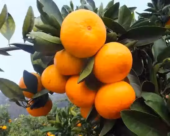 /www/bananadaily.net/web/images/image/2033/20334876.avif