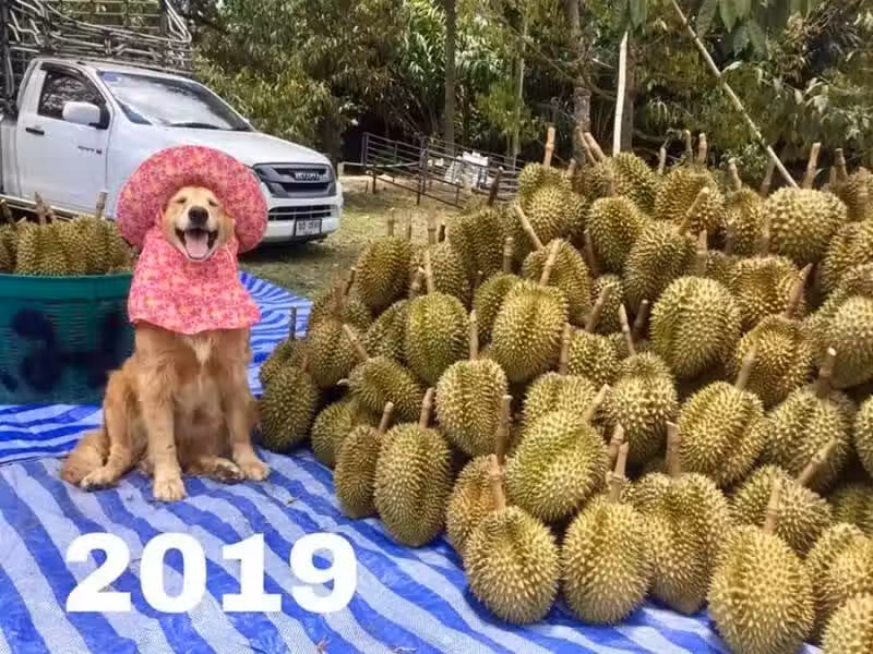 /www/bananadaily.net/web/images/image/2037/20377172.avif