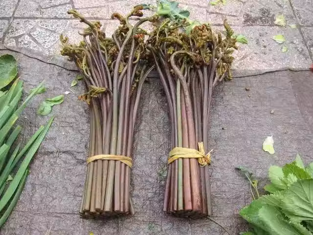 /www/bananadaily.net/web/images/image/2037/20378861.avif