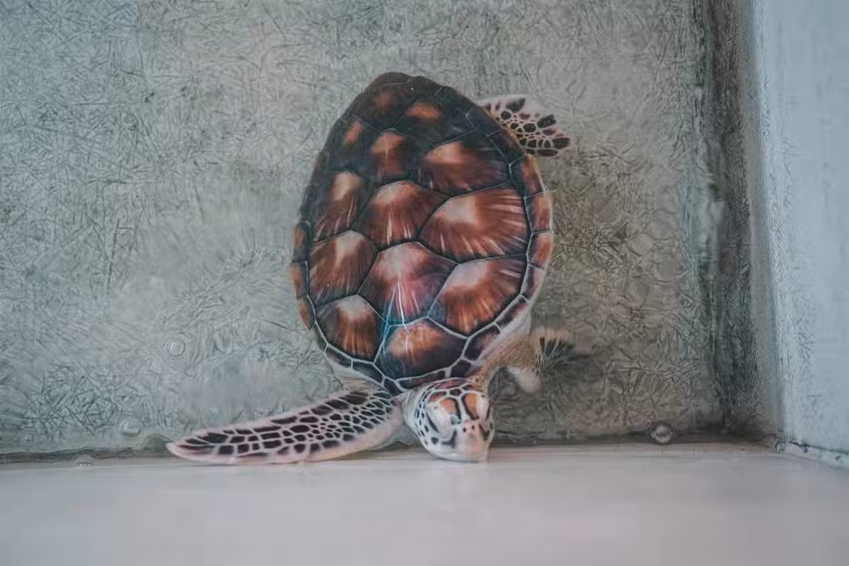 /www/bananadaily.net/web/images/image/2201/22016034.avif