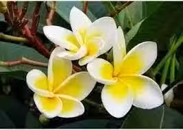 /www/bananadaily.net/web/images/image/2250/22503107.avif