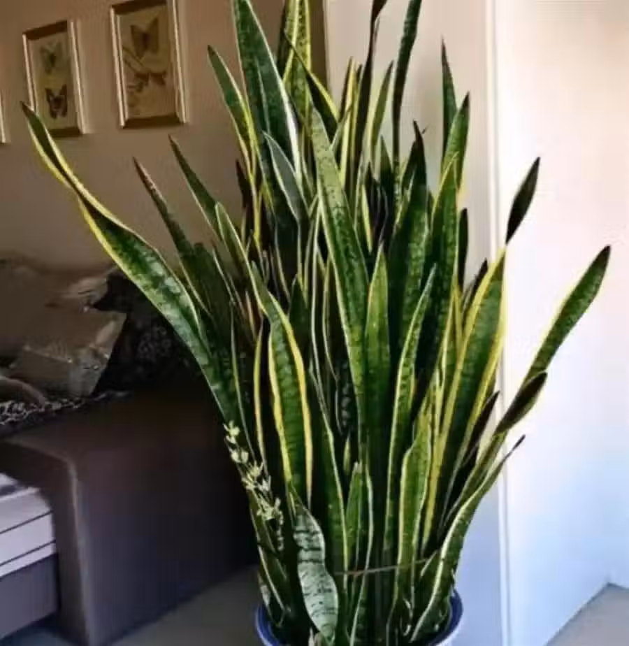 /www/bananadaily.net/web/images/image/2255/22559349.avif