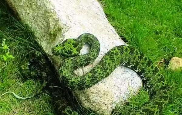 /www/bananadaily.net/web/images/image/2256/22563349.avif