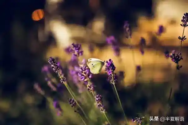 /www/bananadaily.net/web/images/image/2274/22749203.avif